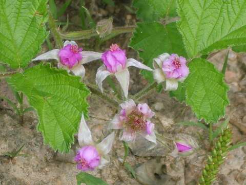 Image of Japanese raspberry