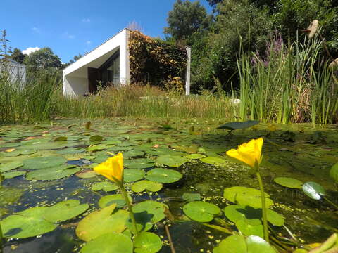 Image of yellow floatingheart