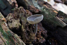 Image of scurfy elfin cup