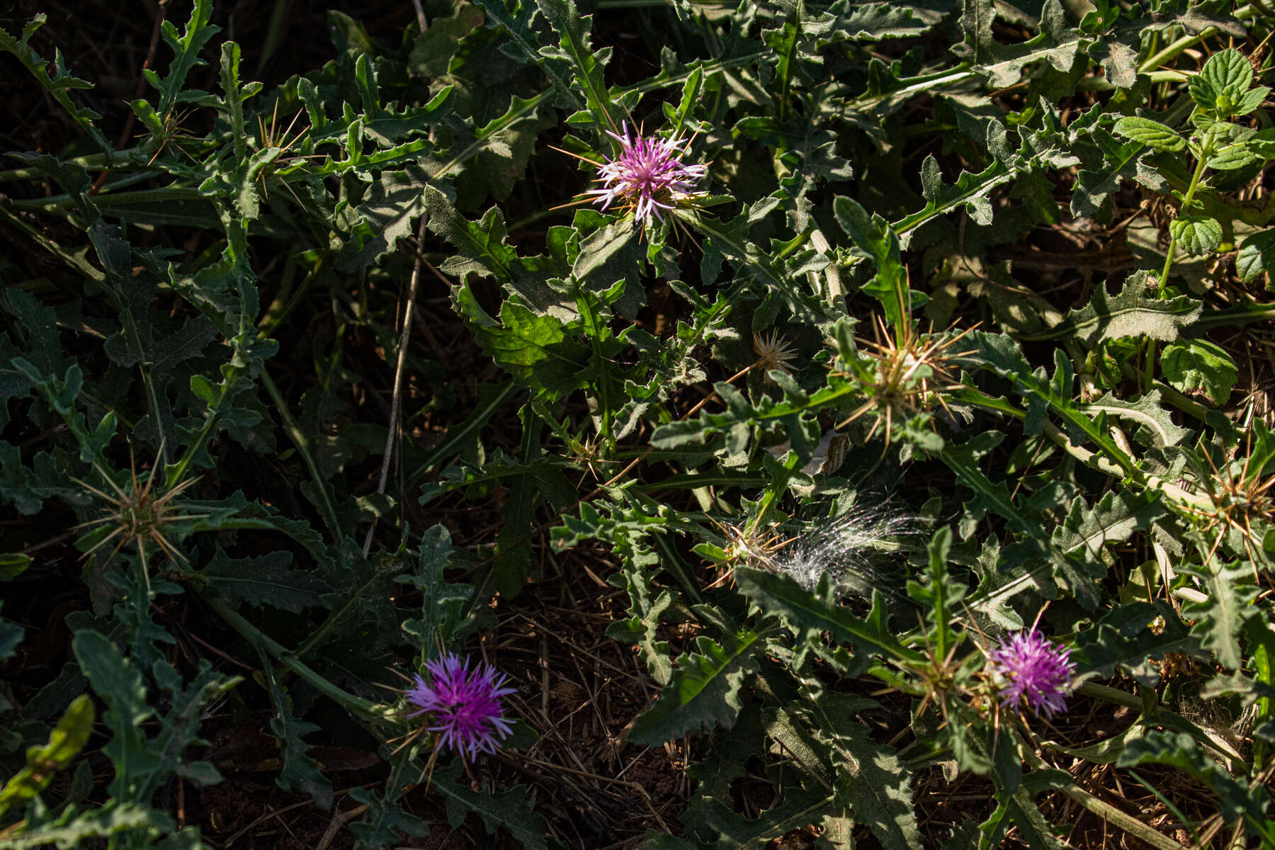 Image de Centaurea perrottettii DC.