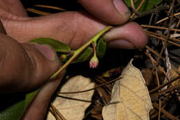 Image of Rhamnus rosei M. C. Johnst. & L. A. Johnston