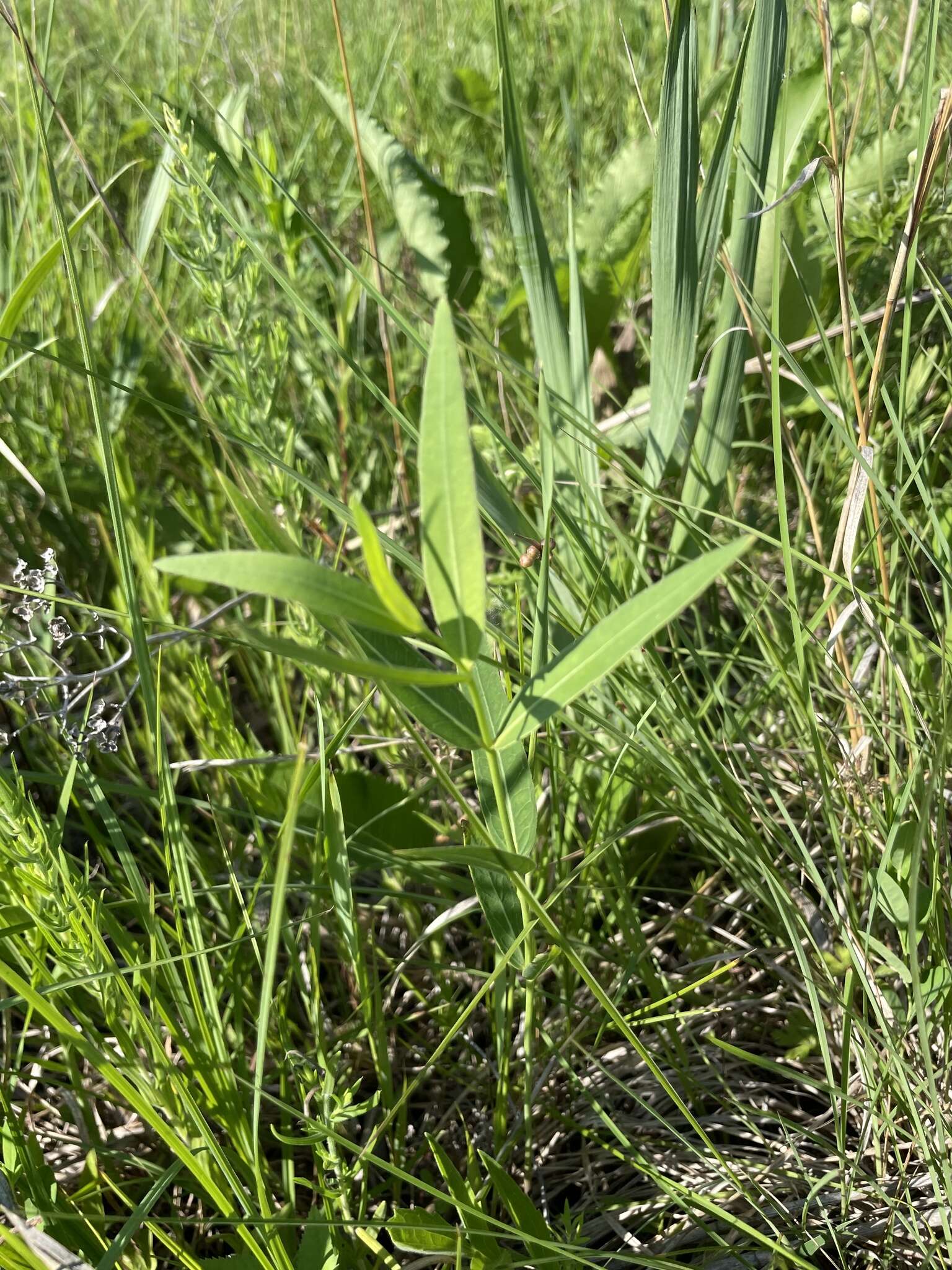 Image de Asclepias meadii Torr. ex A. Gray