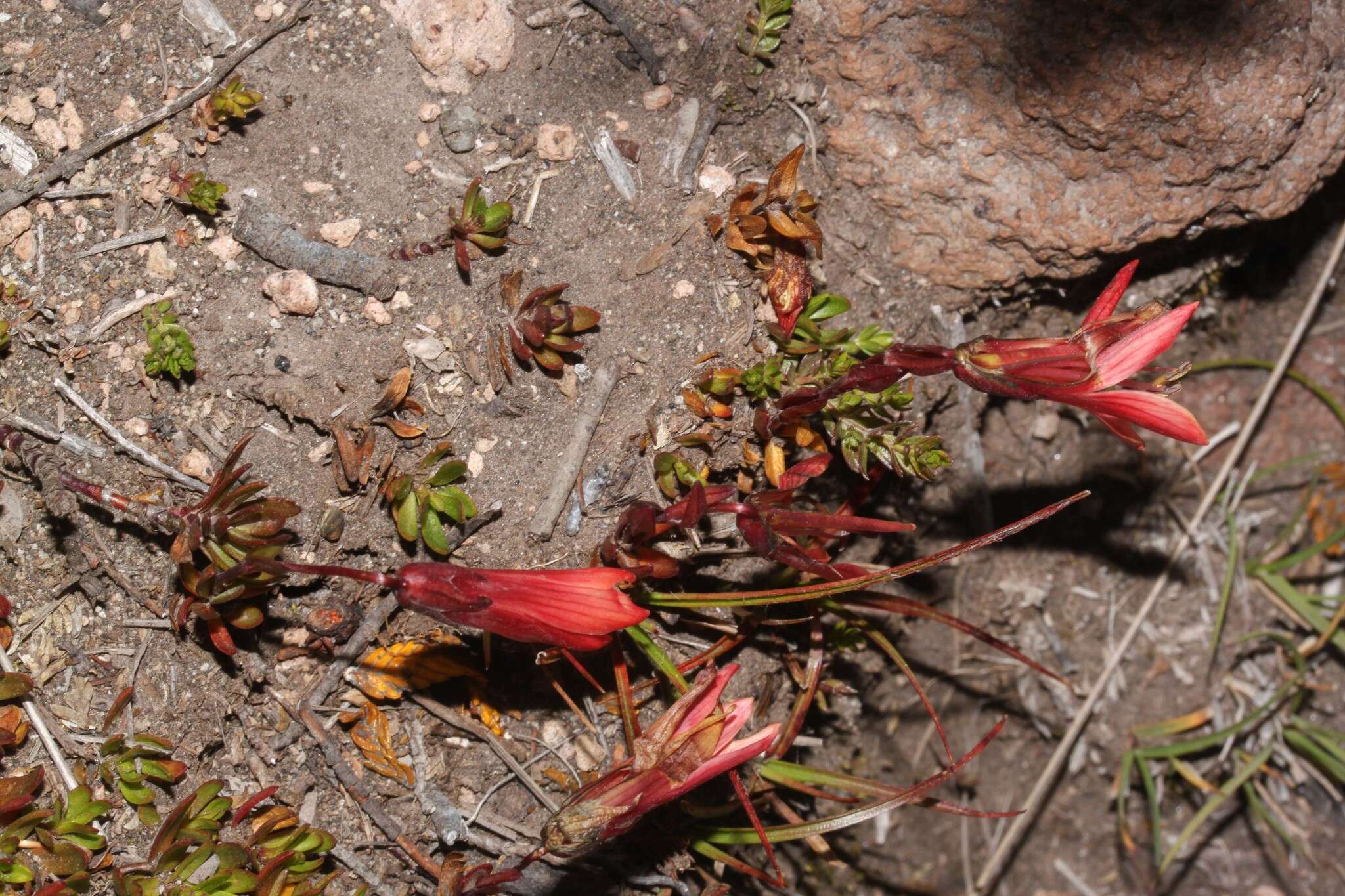 Image of Gentianella cernua (Kunth) Fabris