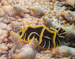 Image of Orange ridge black slug