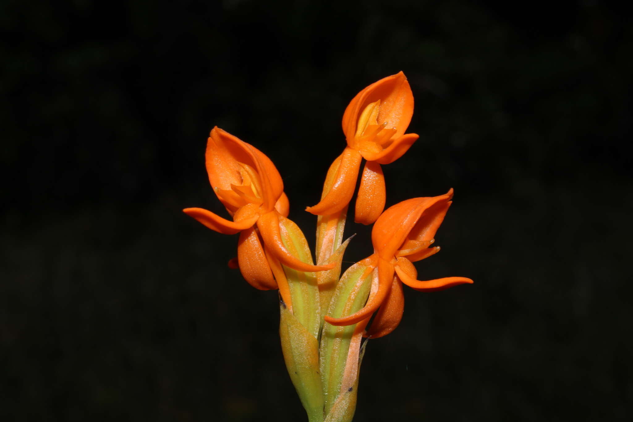 Image of Platycoryne pervillei Rchb. fil.