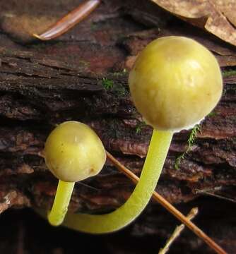 Image of Mycena epipterygia (Scop.) Gray 1821