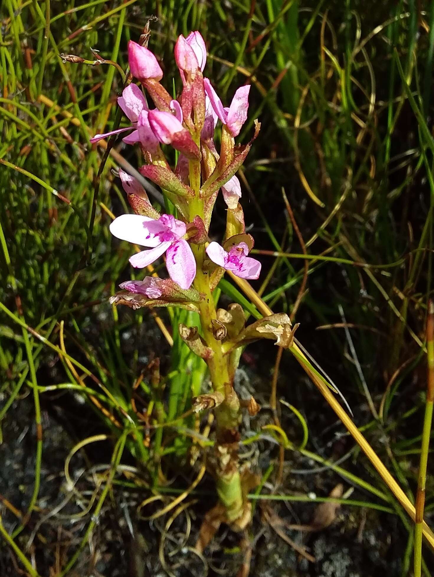 Image de Disa vaginata Harv. ex Lindl.