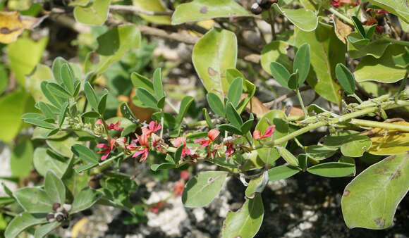 Indigofera trifoliata L.的圖片