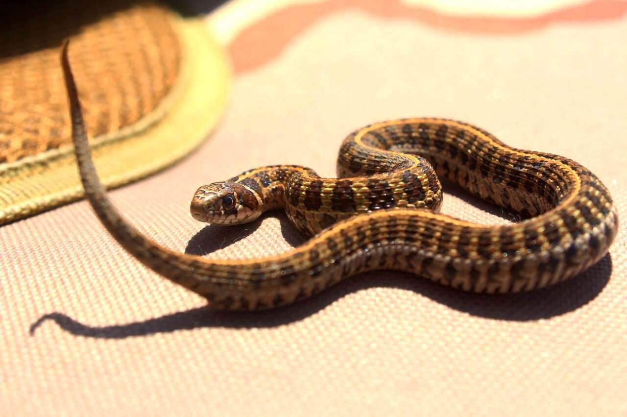 Thamnophis scaliger (Jan 1863)的圖片