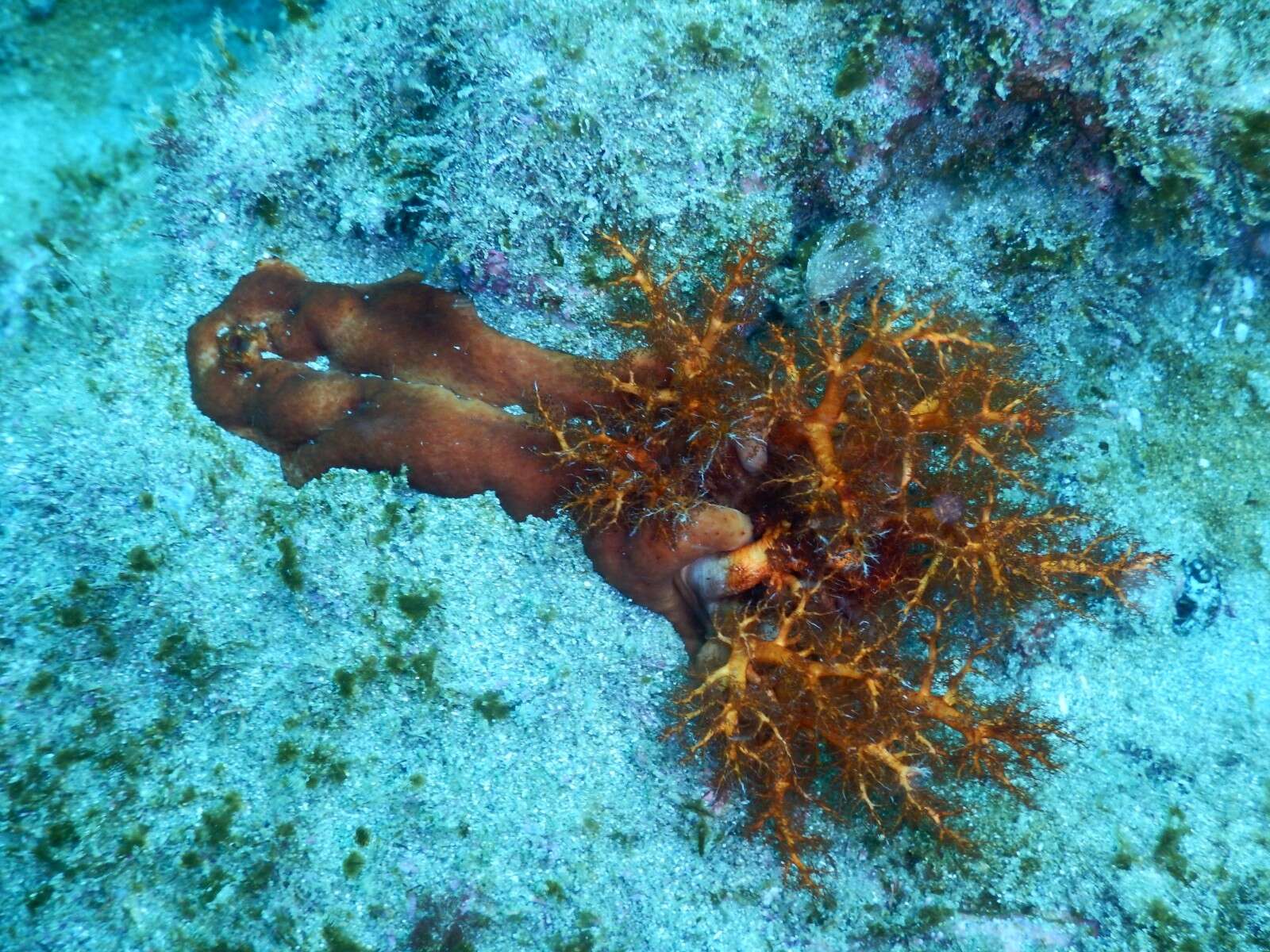 Image of Cucumaria flamma Solis-Marin & Laguarda-Figueras 1999