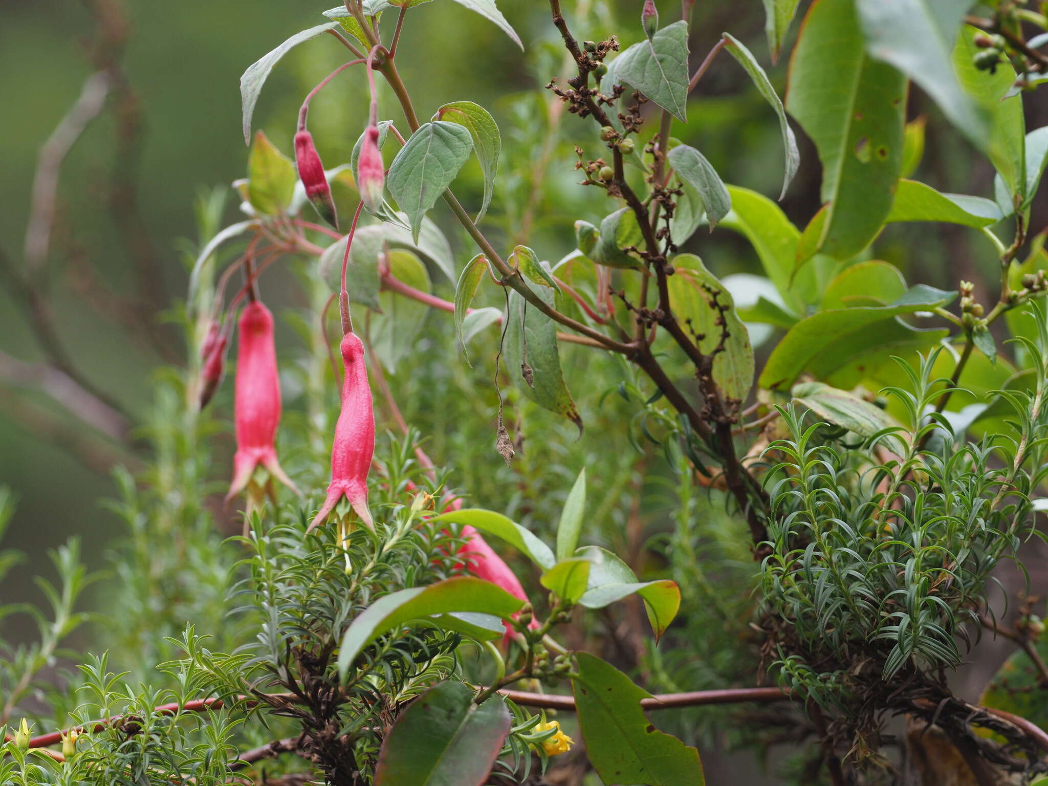 Imagem de Fuchsia splendens Zucc.