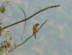 Image of Hodgson's Redstart