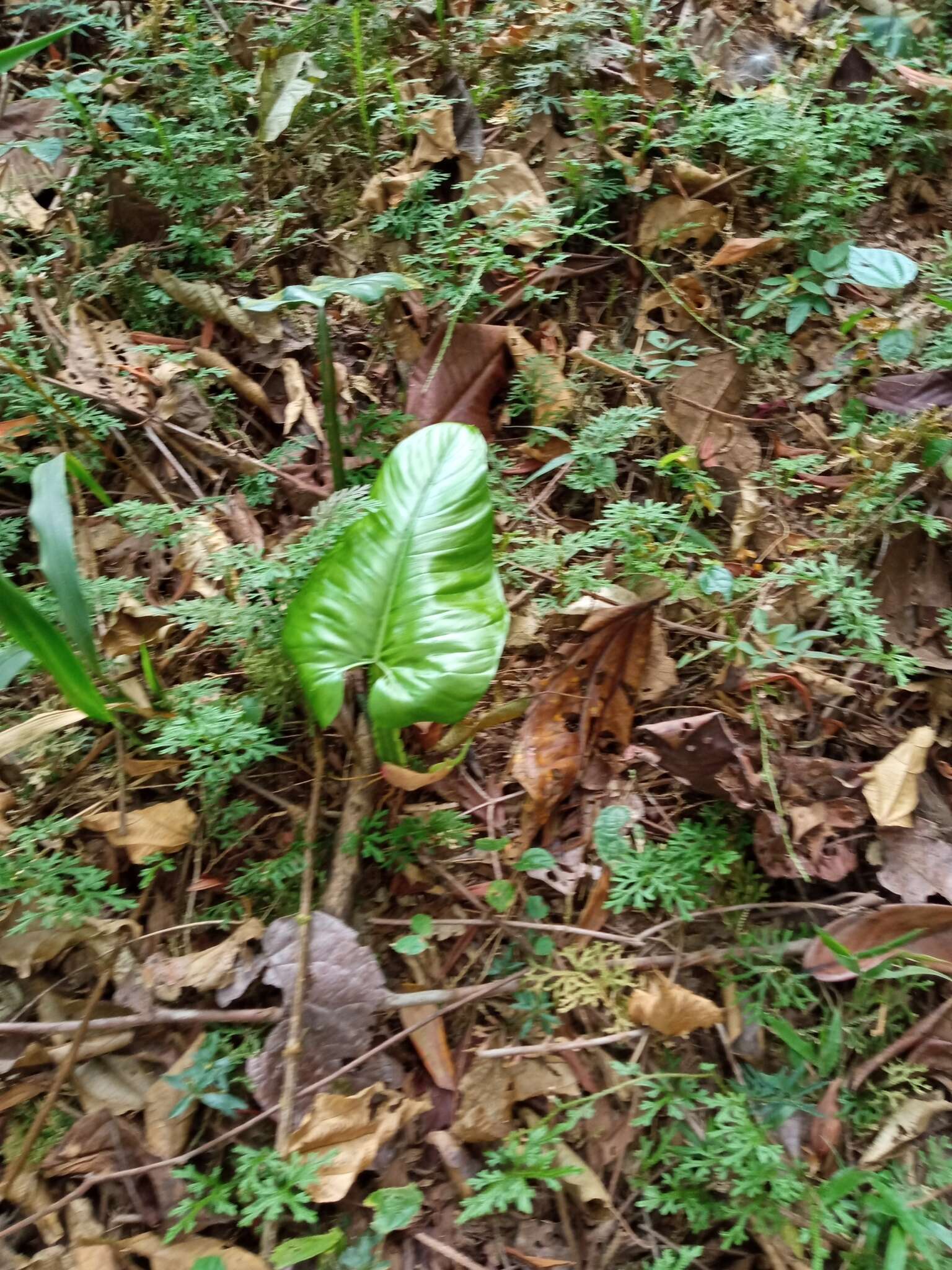 Philodendron ernestii Engl. resmi