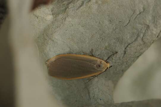 Image of dingy footman