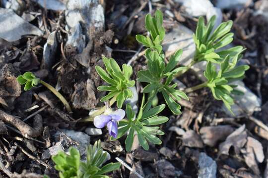 Imagem de Viola dissecta Ledeb.