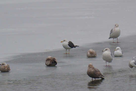 Image of Lesser Black-backed Gull