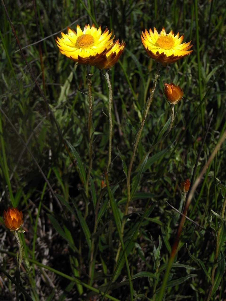 Plancia ëd <i>Xerochrysum palustre</i>