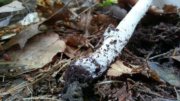 Image of Amanita submaculata Peck 1900