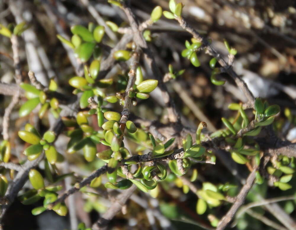 Image of Coprosma obconica subsp. distantia de Lange & R. O. Gardner