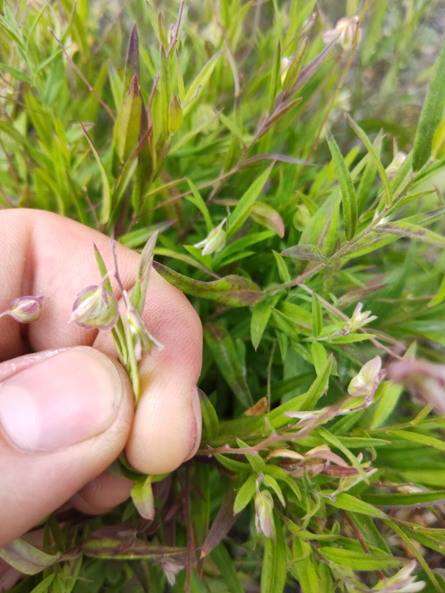 Image de Polygala sibirica L.