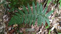 Sivun Athyrium pubicostatum Ching & Z. Y. Liu kuva