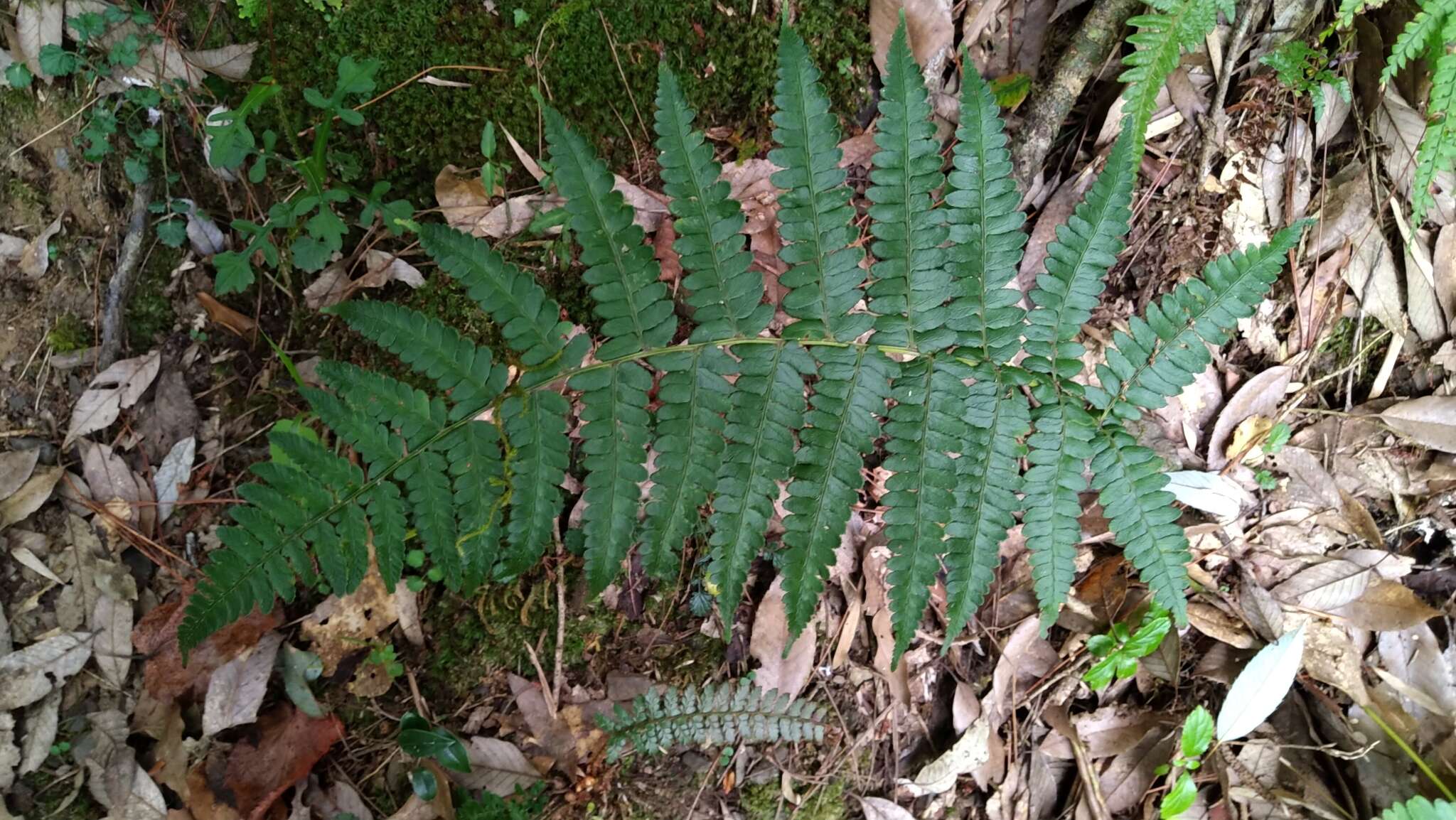 Sivun Athyrium pubicostatum Ching & Z. Y. Liu kuva