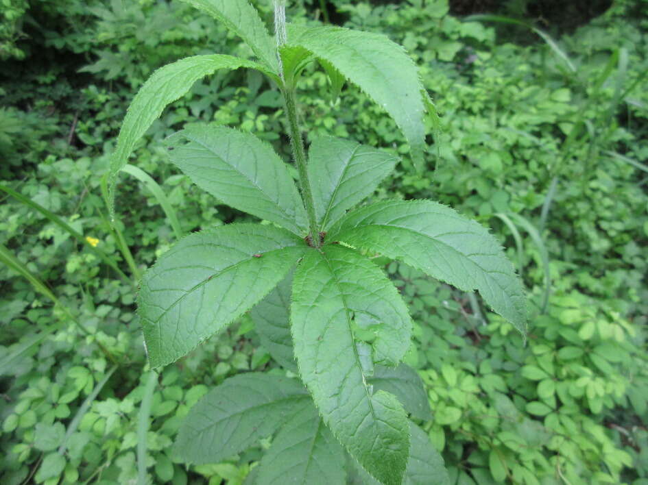 صورة Veronicastrum sibiricum (L.) Pennell