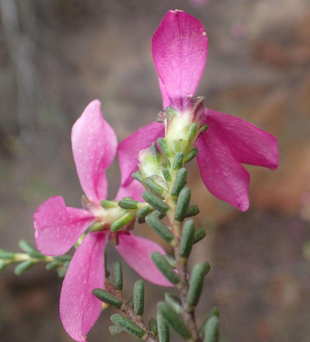 Image of Acmadenia sheilae I. J. M. Williams