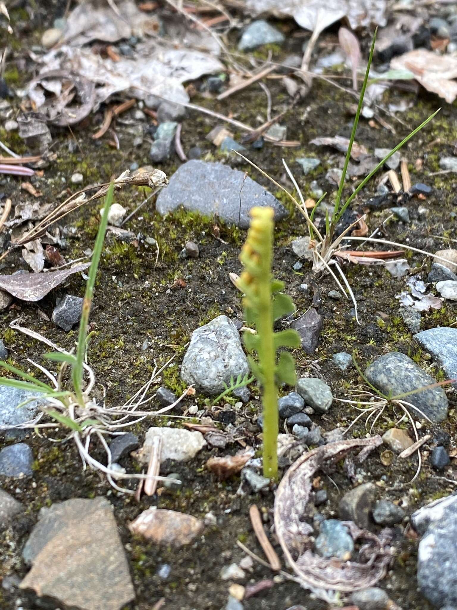 Image of Mingan moonwort