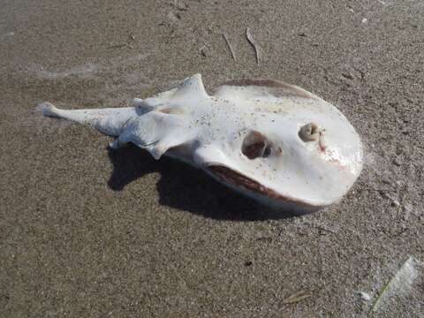 Image of Caribbean Electric Ray