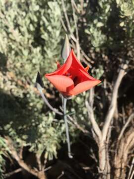 Image de Calochortus kennedyi var. kennedyi