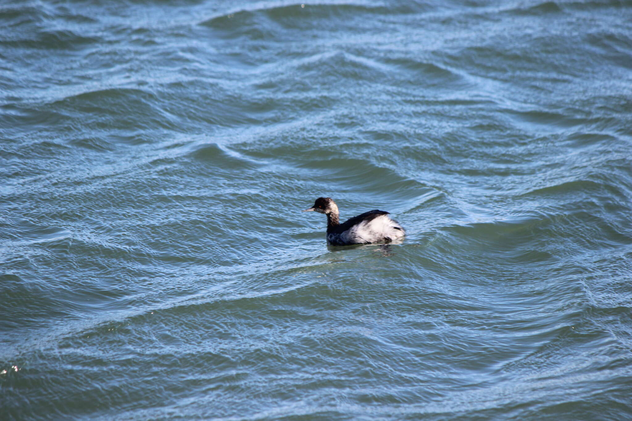 Imagem de Podiceps nigricollis californicus Heermann 1854