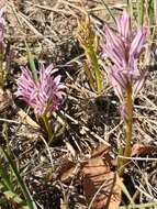 Image of Lachenalia corymbosa (L.) J. C. Manning & Goldblatt