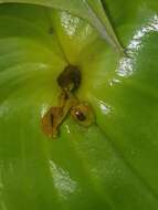 Imagem de Pleurothallis cordata (Ruiz & Pav.) Lindl.