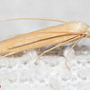 Image of Pterolonche lutescentella Chrétien 1922