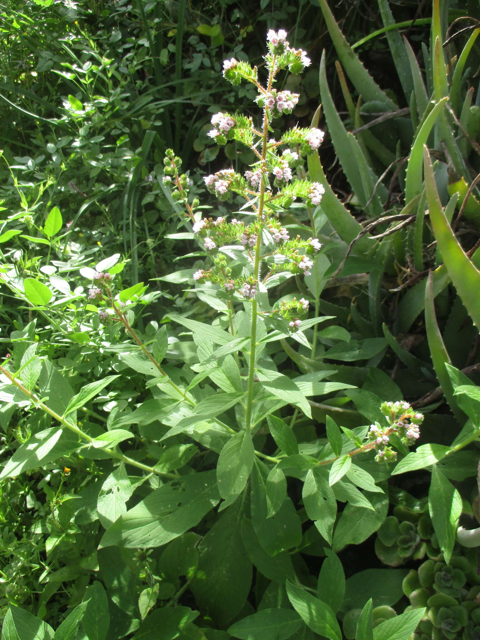 Echium strictum L. fil. resmi