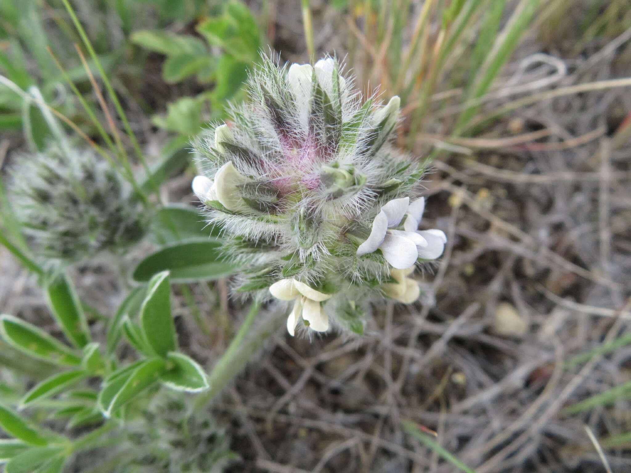 Image of large Indian breadroot