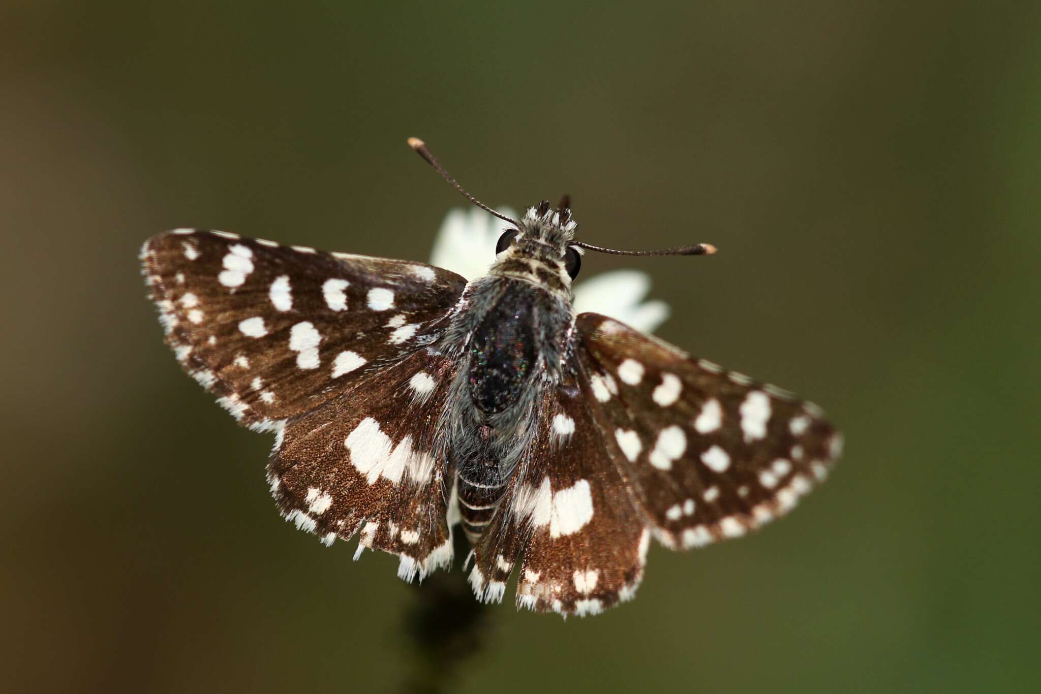 Image of Spialia spio Linnaeus 1764