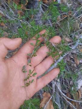 Plancia ëd Archidendropsis thozetiana (F. Muell.) I. C. Nielsen