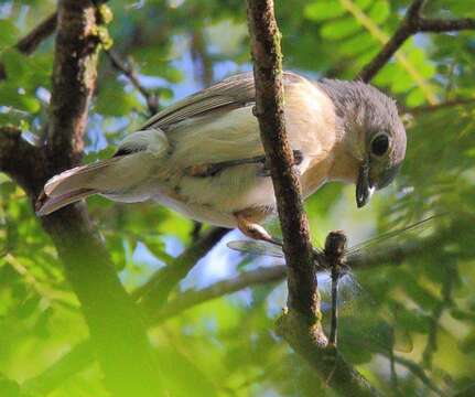 Image of Red-tailed Vangas