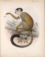 Image of Black-crowned Central American Squirrel Monkey