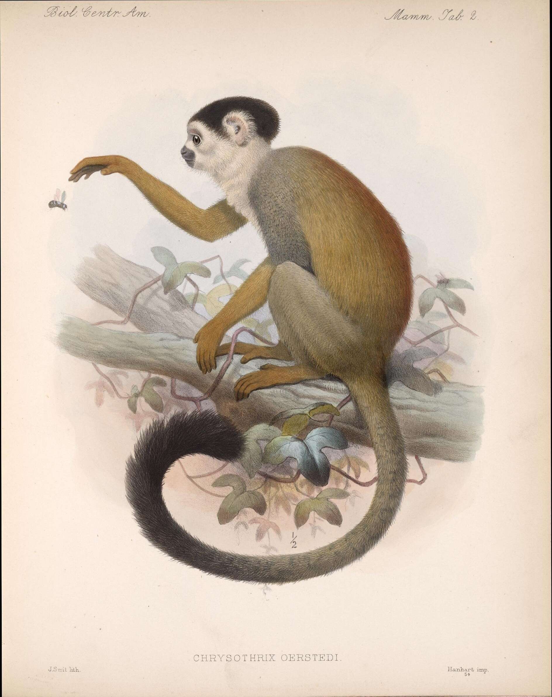 Image of Black-crowned Central American Squirrel Monkey