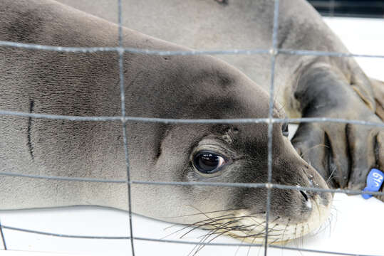 Image of Hawaiian Monk Seal