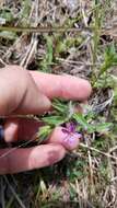 Image of Sticky Waxweed