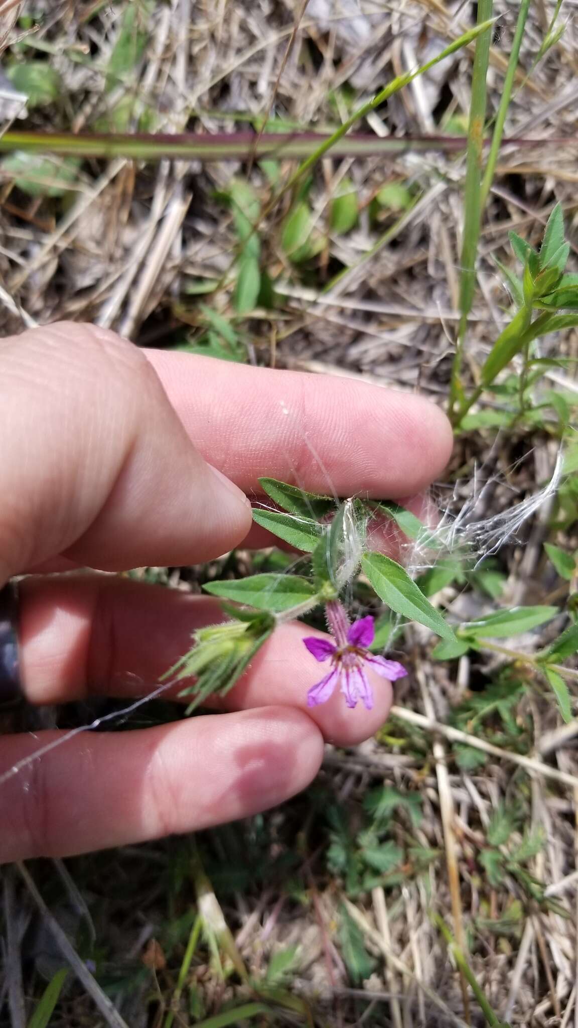 Image of Sticky Waxweed