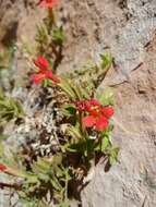 Image of Eastwood's Monkey-Flower