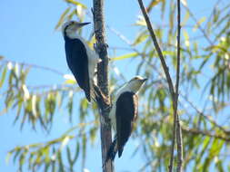 Image of White Woodpecker