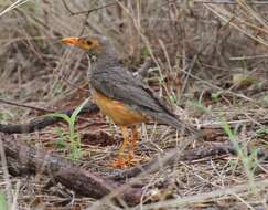 Image of African Bare-eyed Thrush