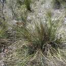 Image of Hesperaloe campanulata G. D. Starr