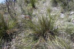 Imagem de Hesperaloe campanulata G. D. Starr